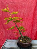 Bonsaï troene de Californie formé en literi, Jardin & Terrasse, Enlèvement
