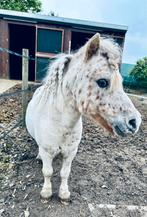 Appaloosa mini shetlander hengstje, Niet van toepassing, Hengst, A pony (tot 1.17m), 3 tot 6 jaar