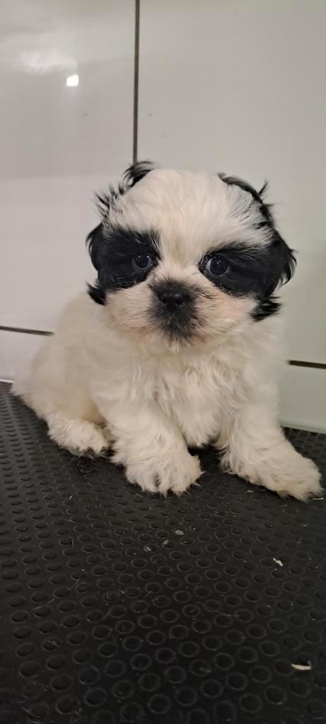 Shih-tzu, Animaux & Accessoires, Chiens | Chihuahuas & Chiens de compagnie, Plusieurs animaux, Autres races, Éleveur | Professionnel