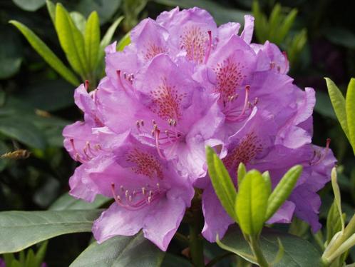 rhododendrons, Tuin en Terras, Planten | Tuinplanten, Vaste plant, Overige soorten, Halfschaduw, Lente, Ophalen of Verzenden