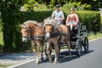 Mooi jong koppel haflingerruintjes, Dieren en Toebehoren, Pony's