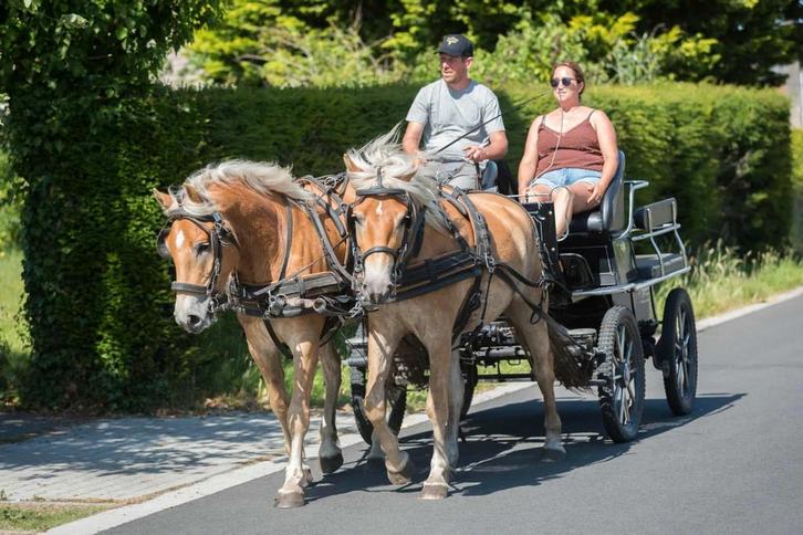 Mooi jong koppel haflingerruintjes, Dieren en Toebehoren, Pony's
