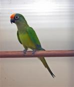 Goudvoorhoofd parkiet  gezocht, Dieren en Toebehoren, Meerdere dieren, Parkiet, Geringd