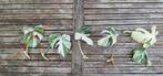 Monstera variegata  boutures extra white