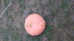 Te koop: pompoenen en butternuts, Tuin en Terras, Ophalen