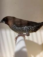 Javaanse muskaatvink, Lonchura p. nisoria, Animaux & Accessoires, Oiseaux | Oiseaux Autre