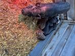 Gottinger, Meerdere dieren, Varken, 0 tot 2 jaar