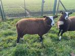 Zwartbles ram, Mannelijk, Schaap, 0 tot 2 jaar