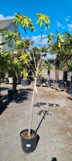 Vijgenboom - Ficus Carica 'Del Portogallo', Ophalen, Vijgenboom