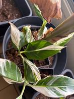 Musa florida, Tuin en Terras, Planten | Bomen, 100 tot 250 cm, Zomer, Volle zon, In pot