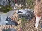MODENA PIGEONS, Dieren en Toebehoren
