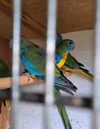 4jonge splendid uitgevlogen jun.2025 1 koppel +2 mannen, Dieren en Toebehoren, Vogels | Parkieten en Papegaaien