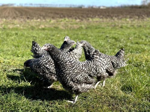 Jonge tamme Noord Hollandse Blauwe kippen gesekst en ingeënt, Animaux & Accessoires, Volatiles, Poule ou poulet, Femelle