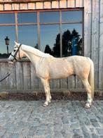 Gouden pony, Dieren en Toebehoren, Paarden, Ruin