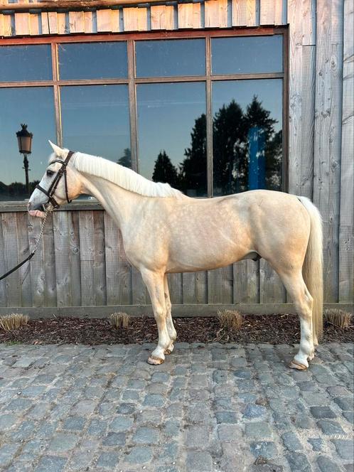 Gouden pony, Dieren en Toebehoren, Paarden, Ruin
