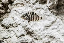 Zebra cichlide, convict cichlide