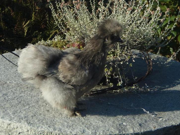 Zijdehoenders blauw, Dieren en Toebehoren, Pluimvee