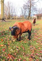 Kameroen bok / ram (100 euro), Mannelijk, Schaap, 0 tot 2 jaar