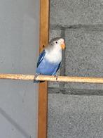 Fischerie pop kweekrijp 2024, Dieren en Toebehoren, Vogels | Parkieten en Papegaaien, Vrouwelijk, Dwergpapegaai of Agapornis, Geringd