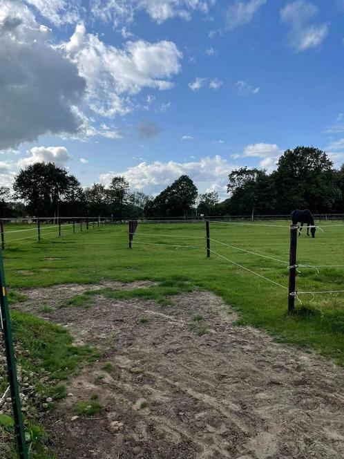 Weide te huur - Sint-Katelijne-Waver, Dieren en Toebehoren, Stalling en Weidegang