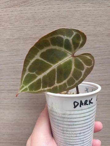 Anthurium dark crystallinum, Huis en Inrichting, Ophalen of Verzenden