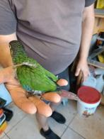 Pyrrhura, Dieren en Toebehoren, Vogels | Parkieten en Papegaaien