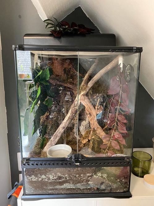 Wimpergekko met terrarium, Dieren en Toebehoren, Reptielen en Amfibieën | Toebehoren, Zo goed als nieuw, Ophalen