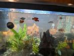 Aquariumvissen te koop – gezonde en actieve vissen, Dieren en Toebehoren, Vissen | Aquaria en Toebehoren, Ophalen, Zo goed als nieuw