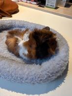 Borstelharig zeugje, Dieren en Toebehoren, Knaagdieren, Cavia, Vrouwelijk, Tam, Oktober