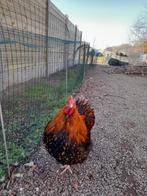 Orpington Goud Zwartgezoomd groothoenders hanen 15 €, Dieren en Toebehoren, Pluimvee, Mannelijk, Kip