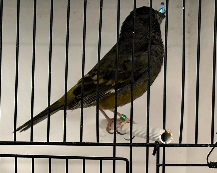 Witvleugelappelvinken, Dieren en Toebehoren, Vogels | Overige Vogels, Tropenvogel, Vrouwelijk, Geringd