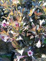 Weigela purpurea nana: roosbloeiende struik, Vaste plant, Halfschaduw, Lente, Ophalen
