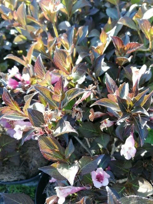 Weigela purpurea nana: roosbloeiende struik, Tuin en Terras, Planten | Tuinplanten, Vaste plant, Overige soorten, Halfschaduw