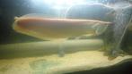 Arowana albinos 60cm, Dieren en Toebehoren, Vissen | Aquariumvissen, Vis, Zoetwatervis