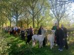 Verkoop van Alpaca kudde en diverse Falabella paardjes‼️, Dieren en Toebehoren, Meerdere dieren
