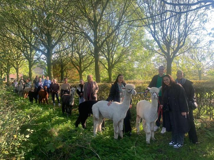 Makke en lieve alpaca merries en hengsten, Dieren en Toebehoren, Overige Dieren, Meerdere dieren, Juni
