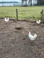 Broedeieren leghorn
