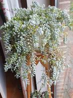 Cotyledon pendens, Bloeiende kamerplant, Ophalen