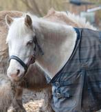 Knuffel recreatie pony, Dieren en Toebehoren, Pony's, L, B pony (1.17m tot 1.27m), 11 jaar of ouder, Recreatiepony