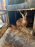 Raszuivere gele rammelaar (2 jaar), Dieren en Toebehoren, Konijnen
