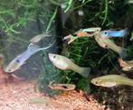 Guppy Endler, Dieren en Toebehoren, Vis, Zoetwatervis