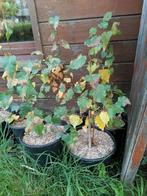 Arbustes à vendre : Bouleaux,houx,aubépines,hêtres., Jardin & Terrasse, Moins de 100 cm, Enlèvement, Houx, Arbuste