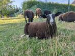Zwartbles schapen, Dieren en Toebehoren, Schapen, Geiten en Varkens, Meerdere dieren, Schaap, 0 tot 2 jaar