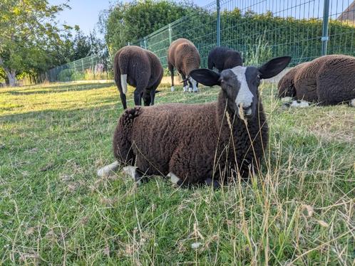 Zwartbles schapen, Dieren en Toebehoren, Schapen, Geiten en Varkens, Schaap, Meerdere dieren, 0 tot 2 jaar
