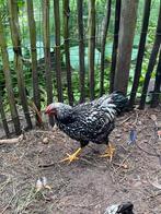 Wyandotte groothoender haan, Dieren en Toebehoren