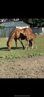 Fokmerrie, Dieren en Toebehoren, Paarden, Merrie, Springpaard, Minder dan 160 cm, Gechipt