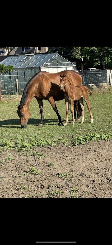 Fokmerrie, Dieren en Toebehoren, Paarden, Merrie, Niet van toepassing, Minder dan 160 cm, 11 jaar of ouder, Springpaard, Met stamboom