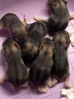 1 Russische Dwerghamster + NIEUWE NEST  Hobby Fokker, Dieren en Toebehoren, Knaagdieren, Hamster, Mannelijk, Juli, Tam