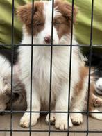 Border collie pups fci stamboom, Dieren en Toebehoren, CDV (hondenziekte), Meerdere, 8 tot 15 weken, Meerdere dieren
