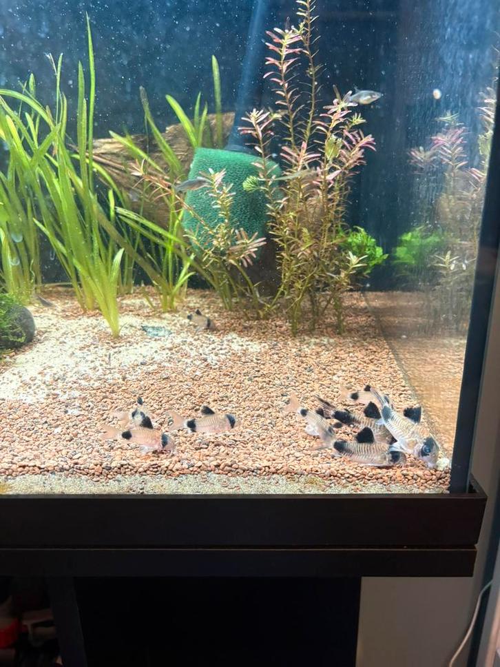 11 panda corydoras, Dieren en Toebehoren, Vissen | Aquariumvissen, Zoetwatervis, Vis, Schoolvis